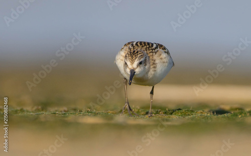 Obraz na plátně Little stint - at a seashore on the autumn migration way