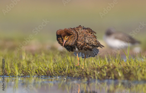Konstfotografi Ruff - male bird at a wetland on the mating season in spring
