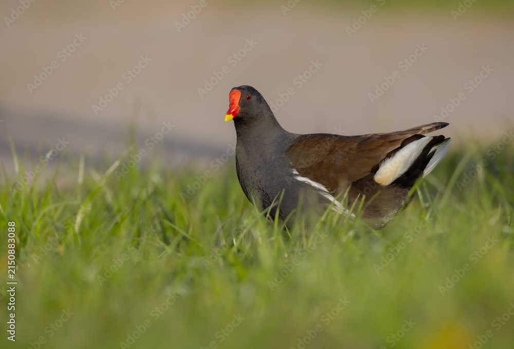 Fototapeta premium The common moorhen - adult bird in spring