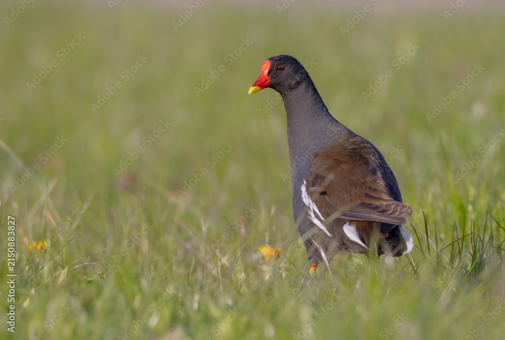 Obraz premium The common moorhen - adult bird in spring