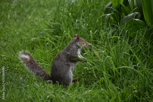 Grey squirrel (Sciurus carolinensis) foraging in a London park
