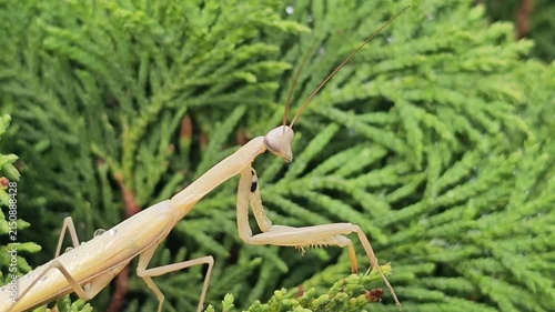 A green praying mantis waiting for its prey in a conifer.