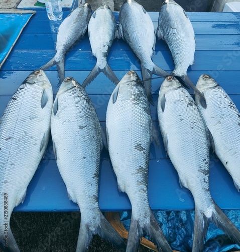Fresh milkfish catch at traditional fish market 
