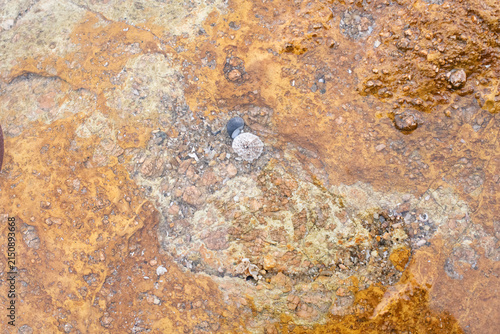 High‑resolution close‑up of a natural rock surface showing detailed texture, organic patterns, and weathered geological features. Ideal for backgrounds, design elements, and nature‑themed creative pro