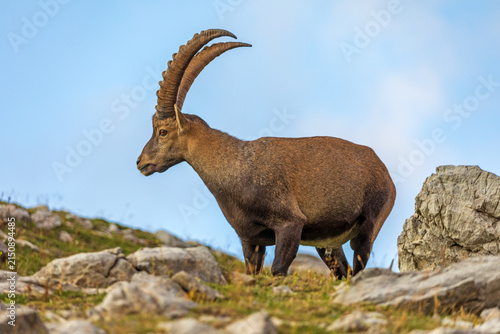 Alpensteinbock - Steinbock - Allgäu - wild - Oberstdorf