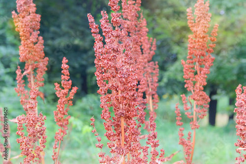 Rumex confertus grows in meadow in sunny day. Garden in summer morning. Rumex confertus grows in moist forest edges, streams. Perennial herbaceous plant of buckwheat family.