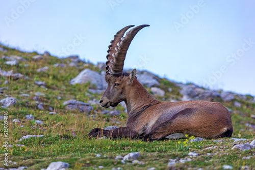 Alpensteinbock - Steinbock - Allgäu - wild - Oberstdorf