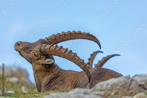 Alpensteinbock - Steinbock - Allgäu - wild - Oberstdorf