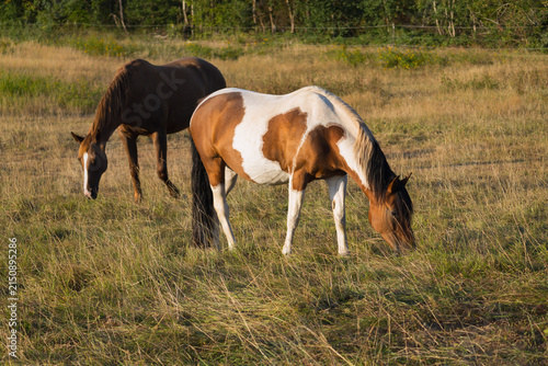 Foto Pferde stehen auf der trockenen Weidekoppel im heißen Juli, ohne Streß und Hekti