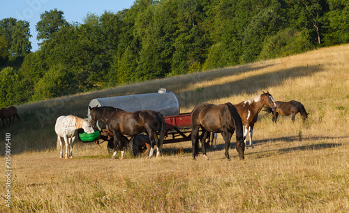 Foto Pferde stehen auf der trockenen Weidekoppel im heißen Juli, ohne Streß und Hekti