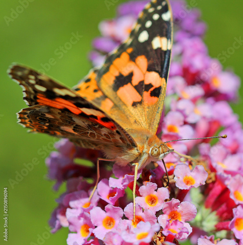 Thistle butterfly on summer shrub