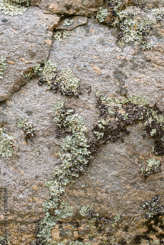 Rock texture featuring natural moss growth and organic surface detail.