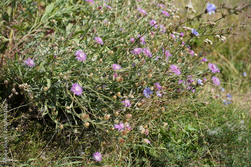 Fototapeta premium Wiesen-Flockenblume und Gemeine Wegwarte auf einer Sommerwiese an der Steilküste der Ostsee in der Lübecker Bucht bei Sierksdorf