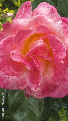Macro footage shows a pink rose flower with water droplets on layered petals, gently moving outdoors against dark green leaves and small yellow blossoms