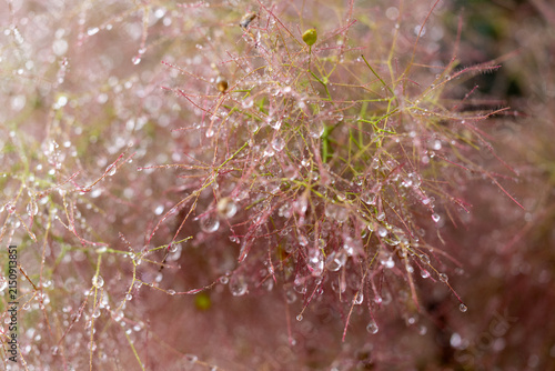 Foto Plants from the home garden