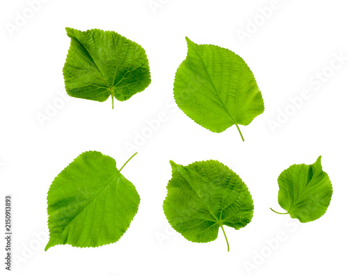 Linden green leaves isolated on white background, contour