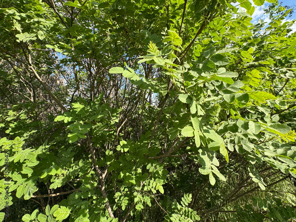 Fototapeta premium Vibrant green foliage of Rhus coriaria bush growing in natural sunlit outdoors. Detailed pinnate compound leaves of Sicilian sumac shrub, perfect for botanical, spice plant, and nature backgrounds.