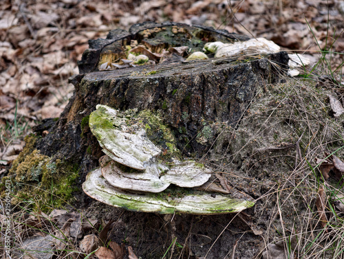 Old fungi with soft green growth highlight woodland aging processes and delicate forest textures