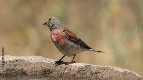 common linnet bird drinking water at the water's edge