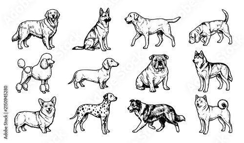 Foto Set of hand drawn various dog breeds isolated on white background in vintage ske