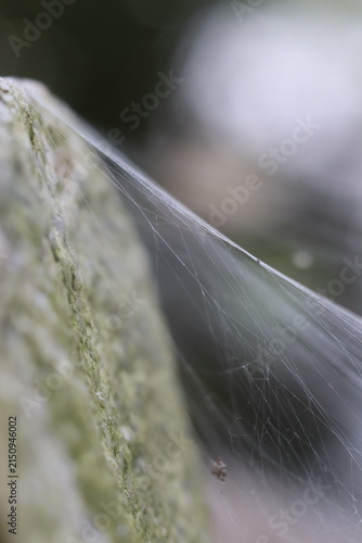 Konstfotografi A delicate spiderweb stretched across a mossy surface, shimmering in the soft light