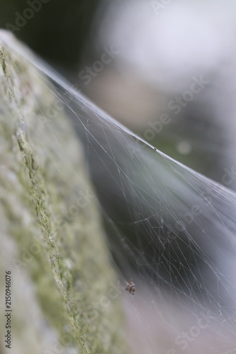 Fotografie A delicate spiderweb glistens, attached to a rough, mossy surface, with a tiny spider barely visible in the intricate design
