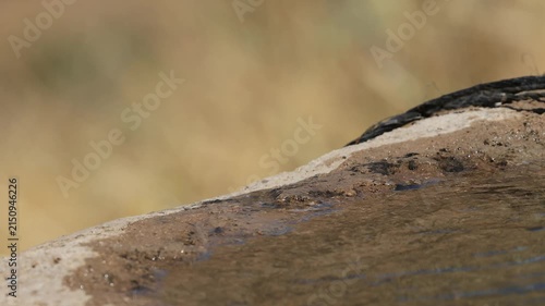 common linnet bird drinking water at the water's edge