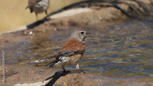 common linnet bird drinking water at the water's edge