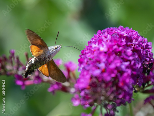 Bild auf Leinwand A Hummingbird Hawkmoth Feeding on Buddleja in an Urban Garden