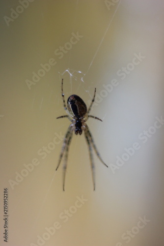 A small spider suspended by a silk thread, with its intricate web visible. The spider has a dark body and hairy legs, set against a soft, out-of-focus background
