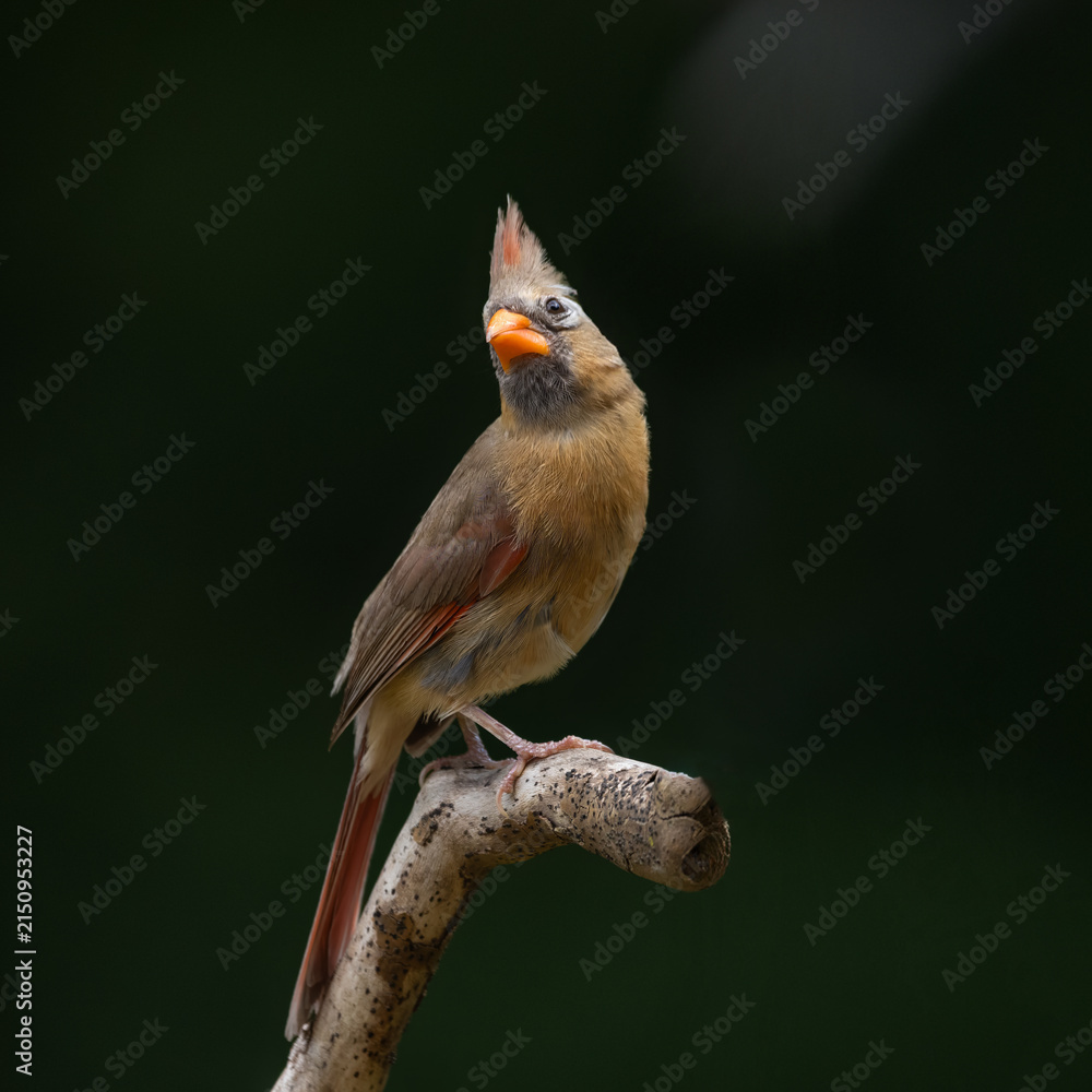 Naklejka premium female cardinal on sunflower