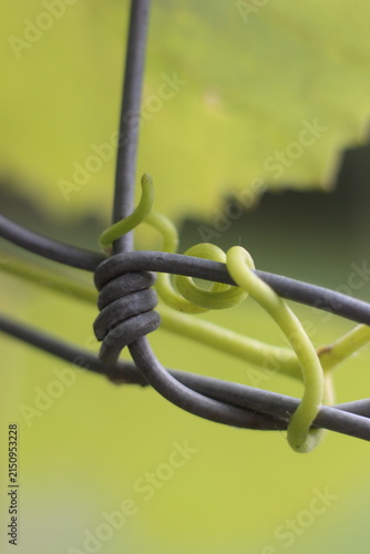 Foto A close-up, macro shot of a vibrant green vine tendril gently wrapping around a weathered wire fence