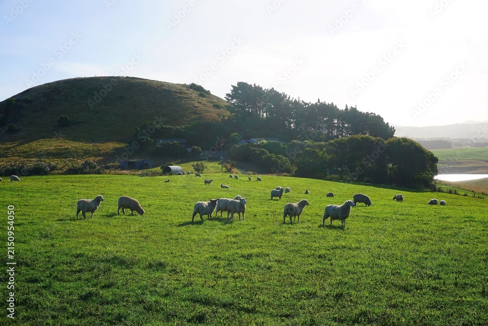 Obraz premium Moeraki, New Zealand: Sheep grazing in the field 