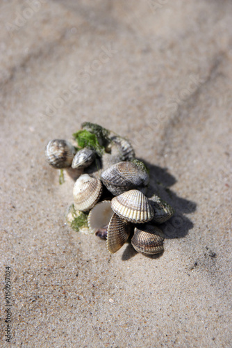 herzmuscheln am strand