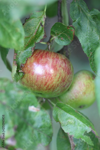 Принти на полотні Close-up of a ripe red and green apple hanging from a tree branch amidst green leaves