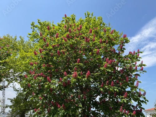 Fotografie Red horse chestnut tree (Aesculus × carnea) in full bloom reaching toward a clear blue sky