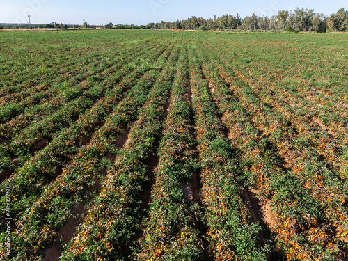 Canvastavla Agronomic Projection: Medium Aerial Shot of Tomato Rows Leading