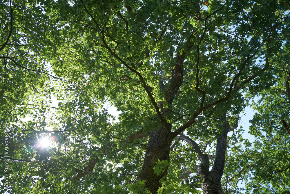 Fototapeta premium Sunlight shining through dense vibrant green tree canopy