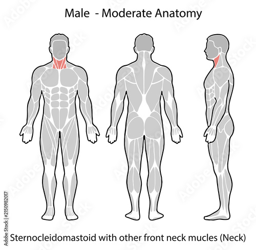 Male anatomy showing neck muscles illustration