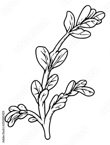 Marjoram Herb Branch Hand Drawn Sketch