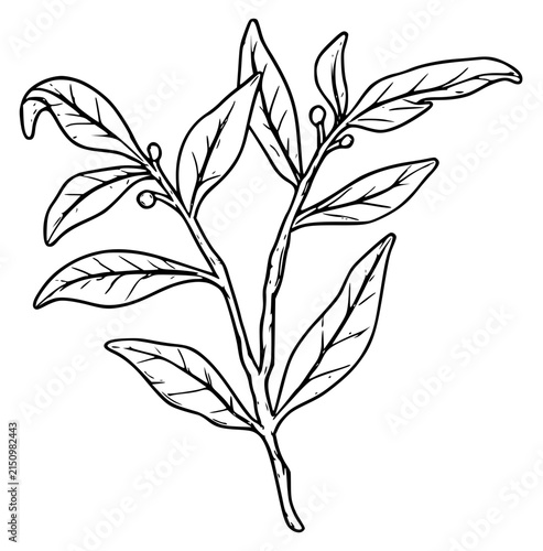 Bay Leaf Branch Hand Drawn Herb and Spice Sketch Illustration