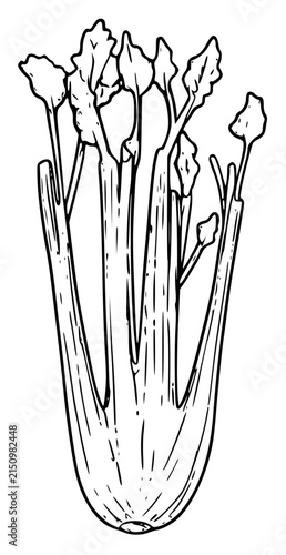 Cut Celery Stalk Bundle Hand Drawn Sketch