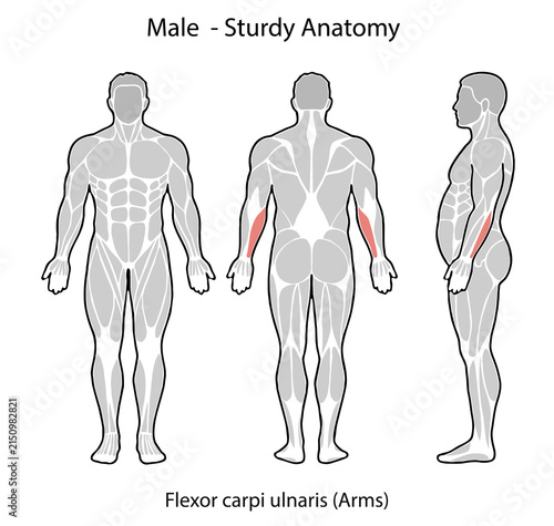 Male anatomy showing flexor carpi ulnaris muscle