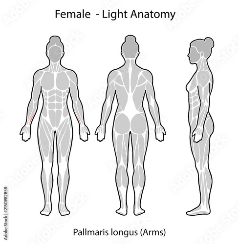 Female anatomy illustration showing palmaris longus muscle