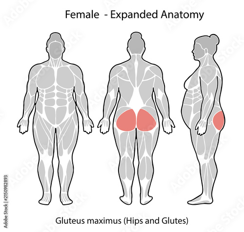 Female gluteus maximus expanded anatomy illustration