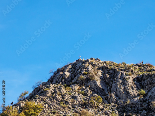 Alpine Chamois Mother With Kid And Solitary Adult On Cliff