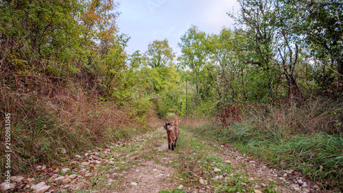 Tabby Cat Walking On Rural Woodland Path In France