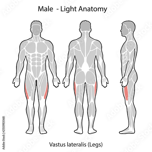 Male human anatomy illustrating vastus lateralis muscle in legs