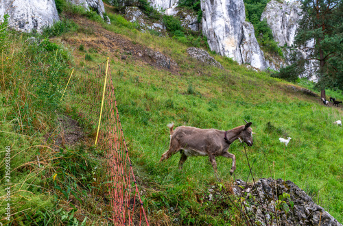 Фотография A young brown domestic goat Capra aegagrus hircus steps across rocky ground beside portable electric net fencing on a steep green pasture