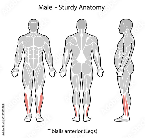 Male anatomy showing tibialis anterior muscle